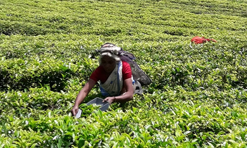 nuwaraeliya tea