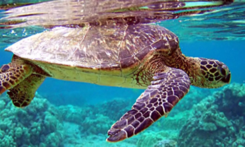 Turtle Farms Sri Lanka