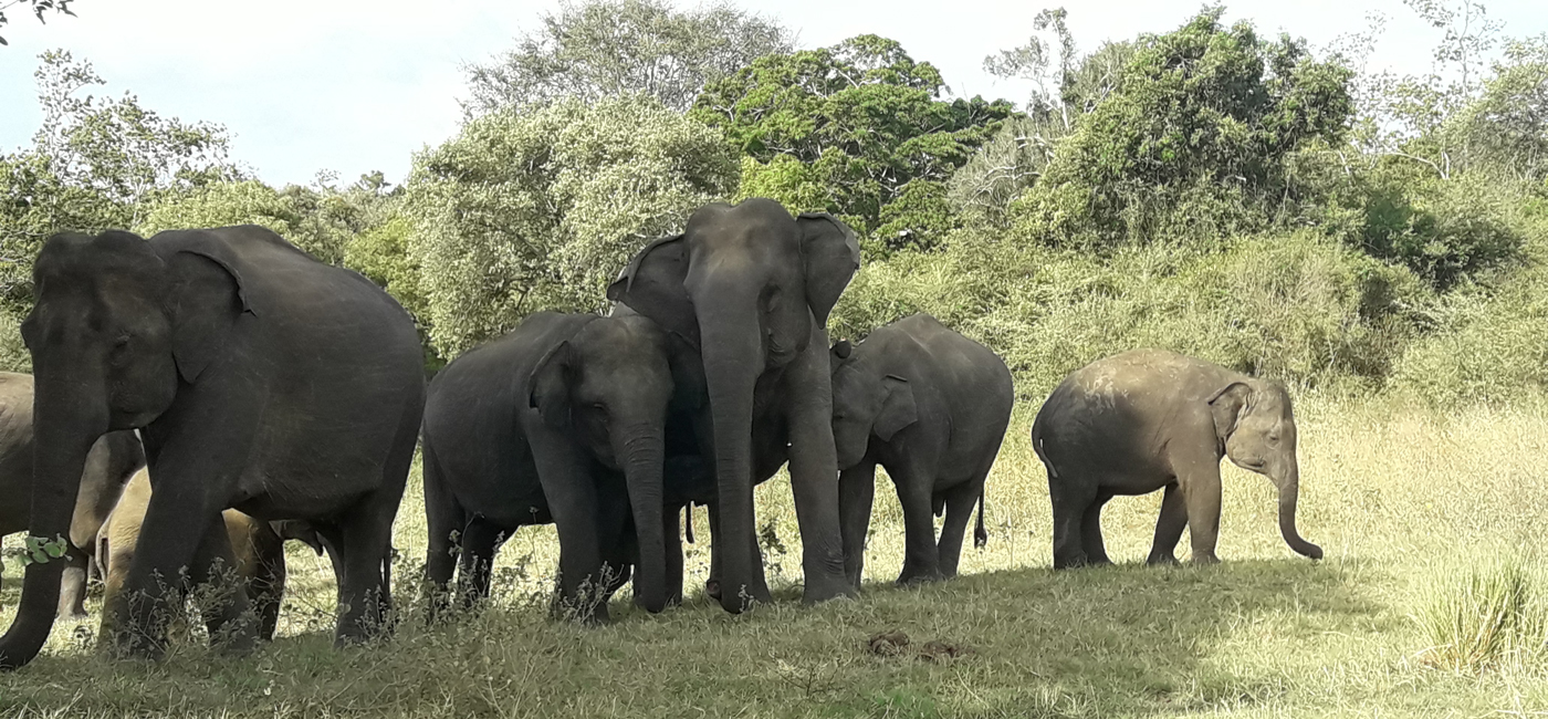 Wild life sri-lanka